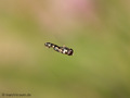 Gemeine Keulenschwebfliege (Syritta pipiens), Männchen - DE (HH)