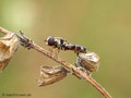 Gemeine Keulenschwebfliege (Syritta pipiens), Weibchen - DE (HH)