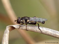 Gemeine Keulenschwebfliege (Syritta pipiens), Weibchen - DE (NI)