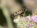 Gemeine Keulenschwebfliege (Syritta pipiens), Männchen - DE (HH)
