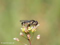 Gemeine Keulenschwebfliege (Syritta pipiens), Weibchen - DE (MV)