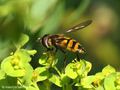 Gelbe Breitbauchschwebfliege (Didea fasciata), Weibchen - DE (HH)