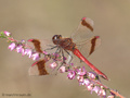 Gebänderte Heidelibelle (Sympetrum pedemontanum), Männchen - DE (NI)