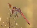 Gebänderte Heidelibelle (Sympetrum pedemontanum), abgeflogenes Männchen - DE (NI)
