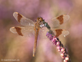 Gebänderte Heidelibelle (Sympetrum pedemontanum), Weibchen - DE (NI)