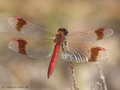 Gebänderte Heidelibelle (Sympetrum pedemontanum), Männchen - DE (NI)