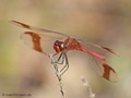 Gebänderte Heidelibelle (Sympetrum pedemontanum), Männchen - DE (NI)