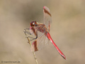 Gebänderte Heidelibelle (Sympetrum pedemontanum), Männchen - DE (NI)