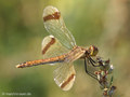 Gebänderte Heidelibelle (Sympetrum pedemontanum), Weibchen - DE (MV)