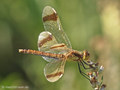 Gebänderte Heidelibelle (Sympetrum pedemontanum), Weibchen - DE (MV)