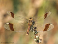 Gebänderte Heidelibelle (Sympetrum pedemontanum), Weibchen - DE (MV)