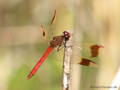 Gebänderte Heidelibelle (Sympetrum pedemontanum), Männchen - DE (MV)