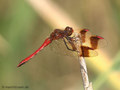 Gebänderte Heidelibelle (Sympetrum pedemontanum), Männchen - DE (MV)