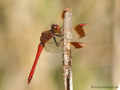 Gebänderte Heidelibelle (Sympetrum pedemontanum), Männchen - DE (MV)