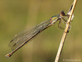 Weidenjungfer (Chalcolestes viridis)﻿﻿﻿, Weibchen - DE (MV)