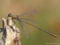 Weidenjungfer (Chalcolestes viridis)﻿﻿﻿, Männchen - DE (MV)