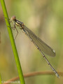 Weidenjungfer (Chalcolestes viridis)﻿﻿﻿, unausgefärbtes Männchen - DE (SH)