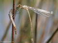 Weidenjungfer (Chalcolestes viridis)﻿﻿﻿, Weibchen kurz nach dem Schlupf - FR (Korsika, Balagne)