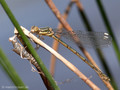 Weidenjungfer (Chalcolestes viridis)﻿﻿﻿, Weibchen kurz nach dem Schlupf - FR (Korsika, Balagne)
