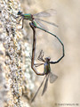 Weidenjungfer (Chalcolestes viridis)﻿﻿﻿, Paarungsrad - FR (Korsika, Balagne)