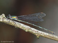 Weidenjungfer (Chalcolestes viridis)﻿﻿﻿, Männchen - DE (MV)