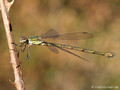Weidenjungfer (Chalcolestes viridis)﻿﻿﻿, Weibchen - FR (Korsika, Balagne)