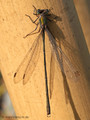 Weidenjungfer (Chalcolestes viridis)﻿﻿﻿, Männchen - DE (HH)