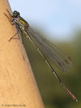 Weidenjungfer (Chalcolestes viridis)﻿﻿﻿, Männchen - DE (HH)