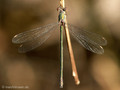 Weidenjungfer (Chalcolestes viridis)﻿﻿﻿, Weibchen - FR (Korsika, Balagne)