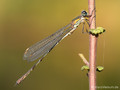 Weidenjungfer (Chalcolestes viridis)﻿﻿﻿, Männchen - DE (HH)