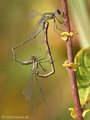 Weidenjungfer (Chalcolestes viridis)﻿﻿﻿, Paarungsrad - DE (HH)