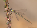 Weidenjungfer (Chalcolestes viridis)﻿﻿﻿, Männchen - DE (HH)