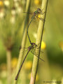 Weidenjungfer (Chalcolestes viridis)﻿﻿﻿, Paarungsrad - DE (HH)