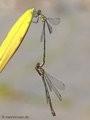 Weidenjungfer (Chalcolestes viridis)﻿﻿﻿, Paar kurz vor oder nach der Paarung - DE (HH)