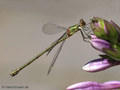 Weidenjungfer (Chalcolestes viridis)﻿﻿﻿, Weibchen - DE (HH)