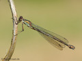 Weidenjungfer (Chalcolestes viridis)﻿﻿﻿, Weibchen - DE (MV)