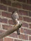 Sperber (Accipiter nisus) - DE (MV)