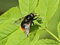 Hummel-Waldschwebfliege (Volucella bombylans), Männchen - DE (MV)