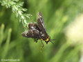 Gemeine Blindbremse (Chrysops caecutiens), Männchen - DE (MV)