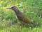 Grünspecht (Picus viridis), Jungvogel - DE (MV)
