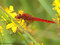 Feuerlibelle (Crocothemis erythraea), Männchen - DE (MV)