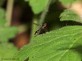Gemeine Schattenschwebfliege oder Helle Nadel-Schwebfliege (Baccha elongata), Weibchen - DE (HH)