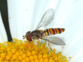 Gemeine Winterschwebfliege, Hain-Schwebfliege (Episyrphus balteatus), Weibchen - DE (HH) 