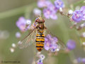 Gemeine Winterschwebfliege, Hain-Schwebfliege (Episyrphus balteatus), Weibchen - DE (HH) 