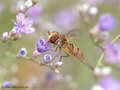 Gemeine Winterschwebfliege, Hain-Schwebfliege (Episyrphus balteatus), Weibchen - DE (HH) 