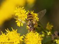 Gemeine Winterschwebfliege, Hain-Schwebfliege (Episyrphus balteatus), Weibchen - DE (MV) 
