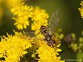 Gemeine Winterschwebfliege, Hain-Schwebfliege (Episyrphus balteatus), Weibchen - DE (MV) 