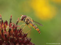 Gemeine Winterschwebfliege, Hain-Schwebfliege (Episyrphus balteatus), Männchen - DE (HH) 