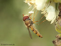 Gemeine Winterschwebfliege, Hain-Schwebfliege (Episyrphus balteatus), Männchen - DE (HH) 