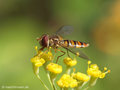 Gemeine Winterschwebfliege, Hain-Schwebfliege (Episyrphus balteatus), Weibchen - DE (HH) 